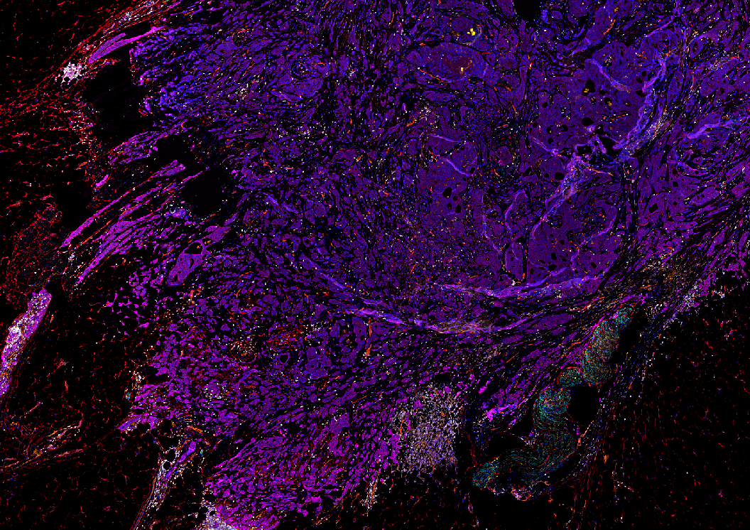Cellular microscopy